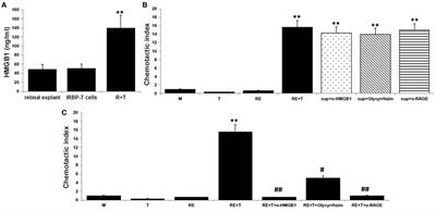 The HMGB1–CXCL12 Complex Promotes Inflammatory Cell Infiltration in Uveitogenic T Cell-Induced Chronic Experimental Autoimmune Uveitis